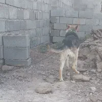 سگ گرگی|سگ|باخزر, |دیوار