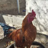 فروش خروس لاری