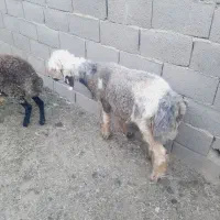 بره نر