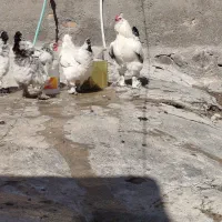 برهما،لاری،خروس،مرغ،فریح