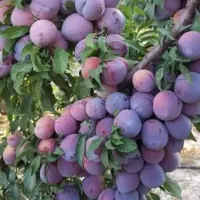 فروش نهال آلو