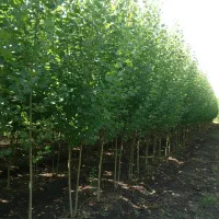 تا اتمام موجودی  نهـال صـنـوبر با تخفیف شگفت‌انگیز