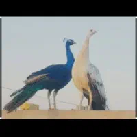 طاووس