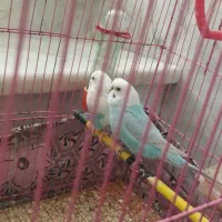 مرغ عشق|پرنده|بناب, |دیوار