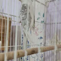 عروس هلندی مولد البینو و دوکت جفت حلقه پا|پرنده|شیراز, شهرک گلستان|دیوار