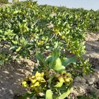 فروش-باغ-پسته-ای-نعیم-اباد3هزارمتر-قیمت-730تومن