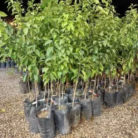 فروش گل وگیاه و مرکبات پیوندی