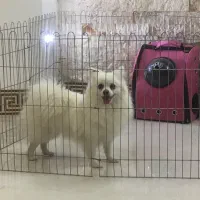 پامرین روباهی ماده|سگ|کاشان, سه راه پرورشگاه|دیوار