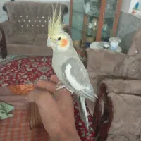 عروس هلندی