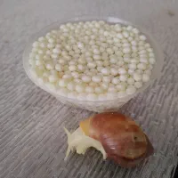 فروش حلزون و خاویار حلزون|آرایشی، بهداشتی، درمانی|گلپایگان, |دیوار