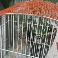 پرنده|پرنده|اردبیل, |دیوار