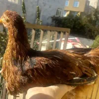 حیوان خانگی|پرنده|سنندج, |دیوار