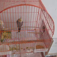 طوطی عروس جفت بشرط تخم جوجه