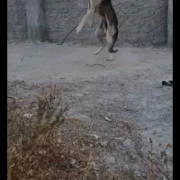 سگ سرابی|سگ|بستان آباد, |دیوار