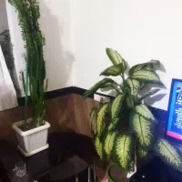 گل آپارتمانی