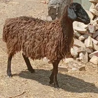 کاور|حیوانات مزرعه|راور, |دیوار