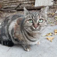 واگذاری گربه خاص