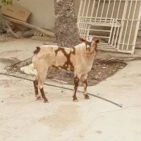 نری خطی اصل جنس