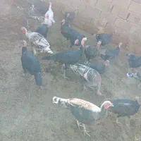 بوقلمون|حیوانات مزرعه|نورآباد, |دیوار