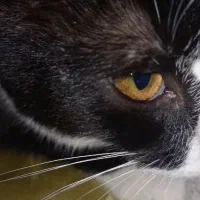 واگذاری گربه نژاد تاکسیدو