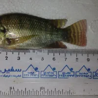 بچه ماهی تیلاپیا|ماهی|چهاردانگه (تهران), |دیوار