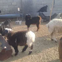 فروش حدود ۱۲ راس کهره نر و ماده