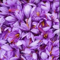 گل زعفران تازه شهریار