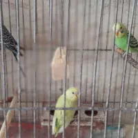 مرغ عشق|پرنده|رشت, معلولین|دیوار