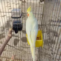 یک جفت عروس هلندی مولد|پرنده|بروجرد, |دیوار