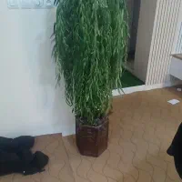 درخت بید مجنون