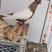 کبوتر دم سفیدوسینه ای.دم‌زرد|پرنده|باوی, |دیوار