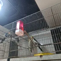 فروش همه نوع طوطی