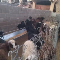 فروش ،کهره ،میش داشتی ،قوچ ،بز وغیره|حیوانات مزرعه|شهرضا, |دیوار