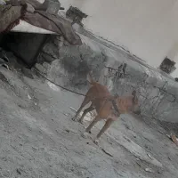 سگ نگهبان|سگ|قلعه نو, |دیوار