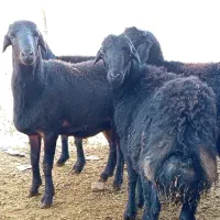 قوچ قره قزل|حیوانات مزرعه|ماهنشان, |دیوار