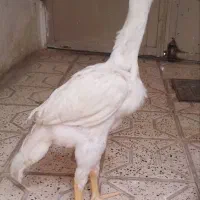 جوجه‌خروس‌لاری‌حجازی