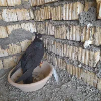 زاغ|پرنده|دهدشت, |دیوار