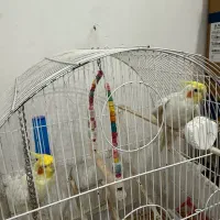 فروش دو عروس هلندی نر سخنگو