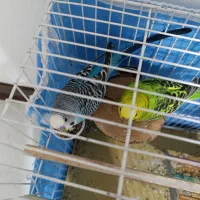 یک جفت مرغ عشق