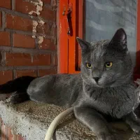 گربه بریتیش