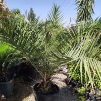 نخل سیکاس ،نخل پالم ،نخل فنیکس|گل و گیاه طبیعی|رباط‌کریم, انجم آباد|دیوار