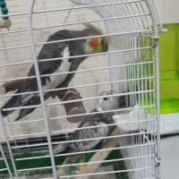 عروس هلندی|پرنده|قشم, |دیوار