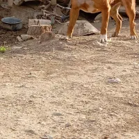 معاوضه سگ‌پیت‌بول