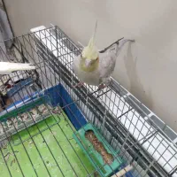 ۲ عدد عروس هلندی|پرنده|خمینی‌شهر, |دیوار