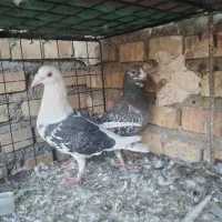ابلغ پلاکی