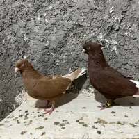 جفت دم سفید|پرنده|فسا, |دیوار