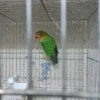 کوتوله دستی