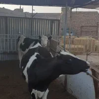 جوونه نر با تلیسه سیمنتال