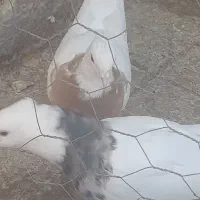 فروش تعدادی کبوتر|پرنده|دهدشت, |دیوار