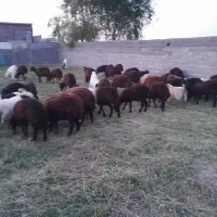 ۴۰ عدد بره افشاری ماده